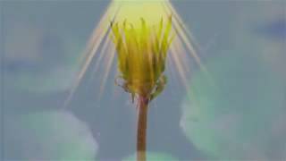 BARN OWLS, Hungry Planet (The Byrds)