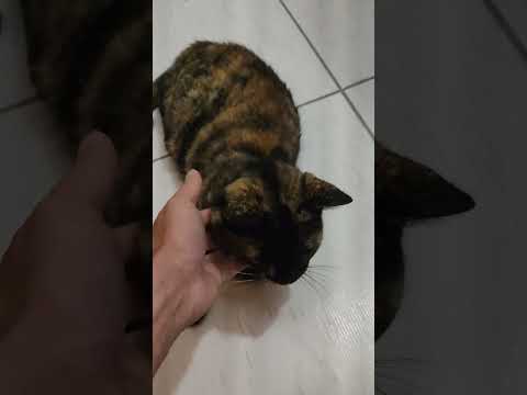 Vídeo de Chuvisca