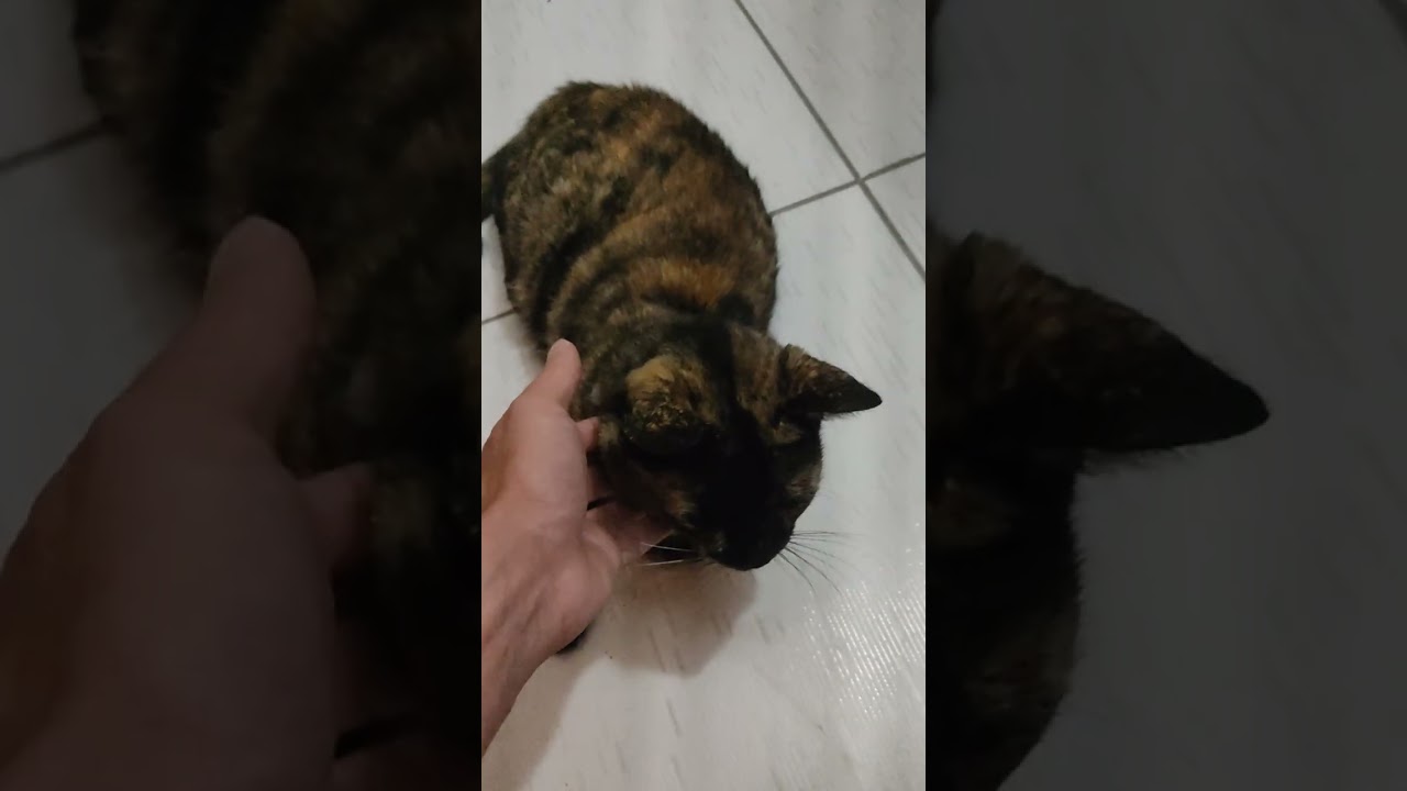 Gato raça SRD-ViraLata idade 1 ano nome Chuvisca