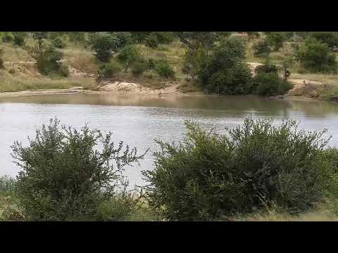 Djuma: Sights and sounds of the afternoon - 14:45 - 04/26/20