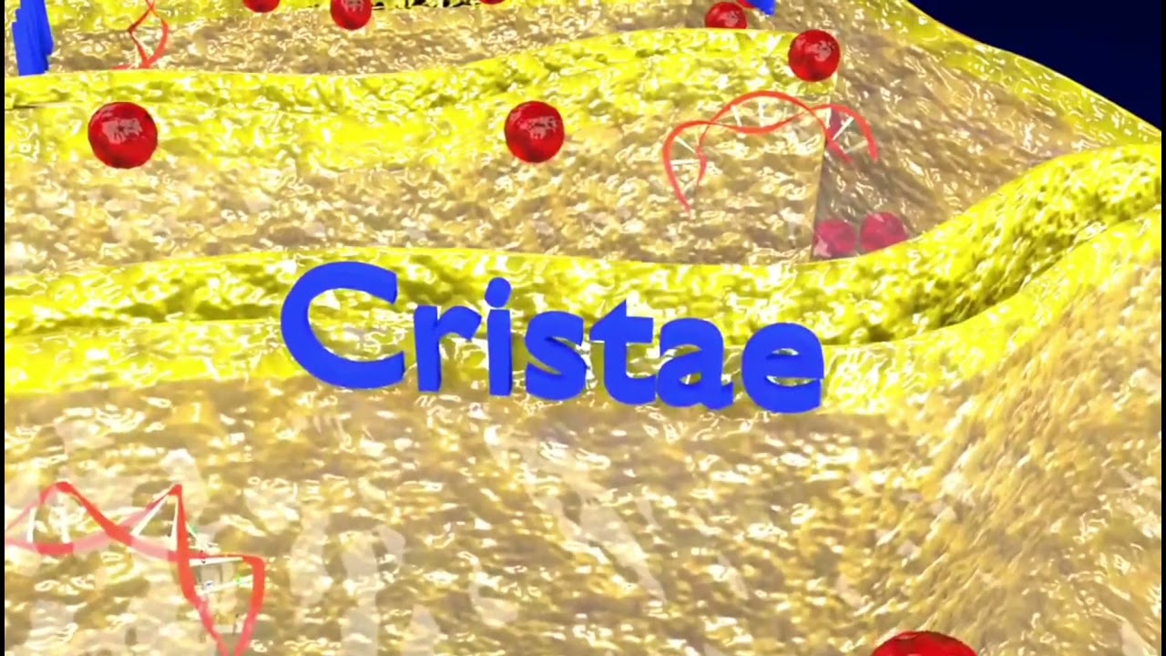 Mitochondria Microscopy detailed labelled 3D Model