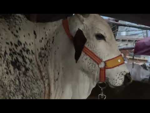 Inside Peshawar’s Ring Road Slaughterhouse | Butchery| Exclusive Documentary 2024 | RRSP200524​