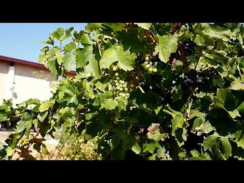VStube 046 - CARIÑENA. Wine tasting and red wine fountain (Sep 24, 2017)