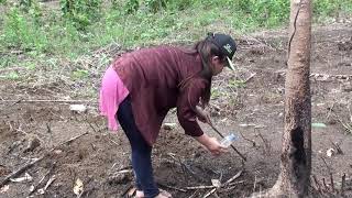 Saib hlua nkauj hmoob moo mauj nthua nroj thiab cog kua txob