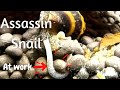 Try This | Assassin snail eating technique | How to control Pest Snail and Detritus Worm @LushAqua