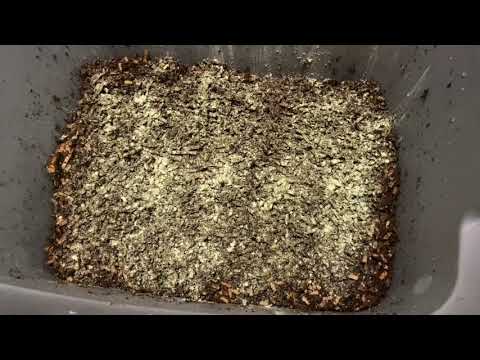 European Night Crawler Bin Setup