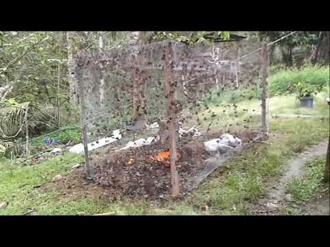 Trampa para captura de opsiphanes cassina Original