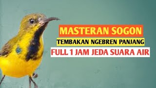 Download lagu 🔴Masteran sogon full 1 jam tembakan panjang pleci zipper wit wit jeda suara air‼️ mp3