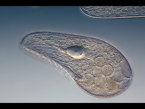 protozoa helminták fajai