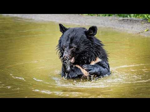Video Thumbnail: Gerettete Gallenbären erkunden dänischen Safaripark