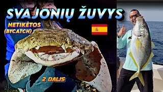 Fuerteventura fishing | New fish species caught | Sea fishing #trevally #trevallyfish