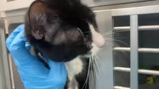 Tommy 235536 is attempting to dig his way out and get physical attention.