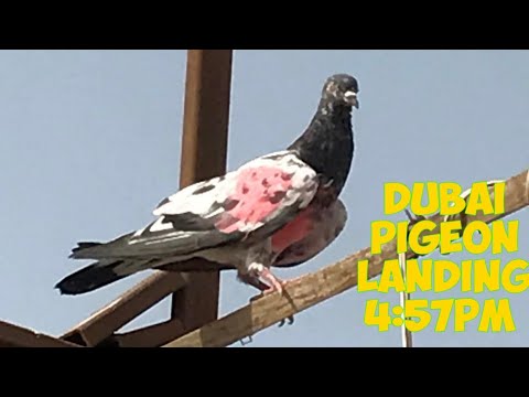 Baby Pigeon  Landing 4:57pm In Dubai |Dubai Pigeons Sports