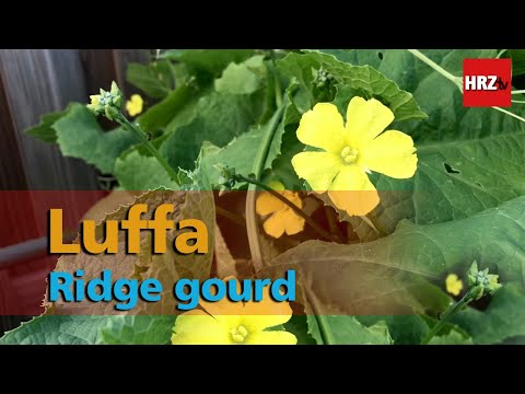 , title : 'Ridge gourd | Luffa  has many health benefits'