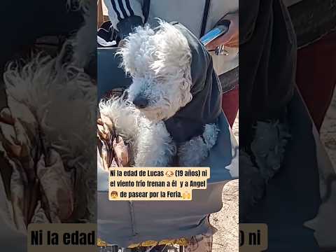 Lucas de  paseo con 19 años! #mascotas #cordoba #ferias #bulnes