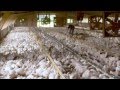 Food Inc Chicken Clip