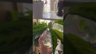 #shorts Prayer plant maranta propagation | Plants that grow in water