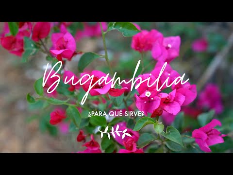, title : 'Bugambilia ¿Para qué sirve - Propiedades medicinales - buganvilia'