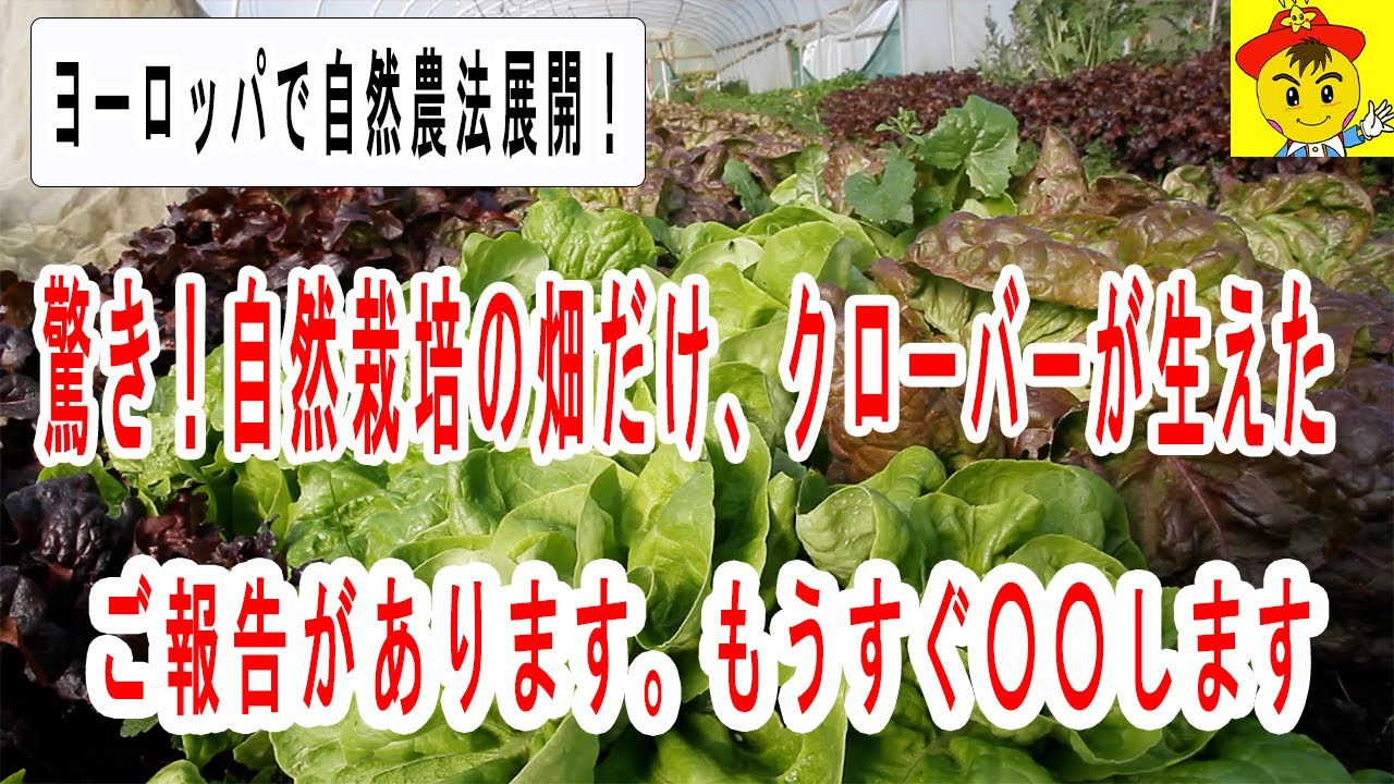 有機農家が自然栽培へ全転換した理由