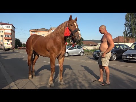 Manjii lui Csabi de la Floresti,Cluj - 2021 Nou!!!