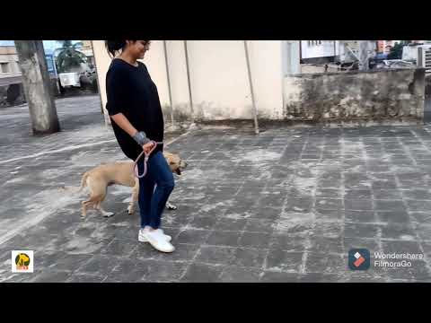 1-1 session | Pitbull training | Leash walking | Dog training KOLKATA