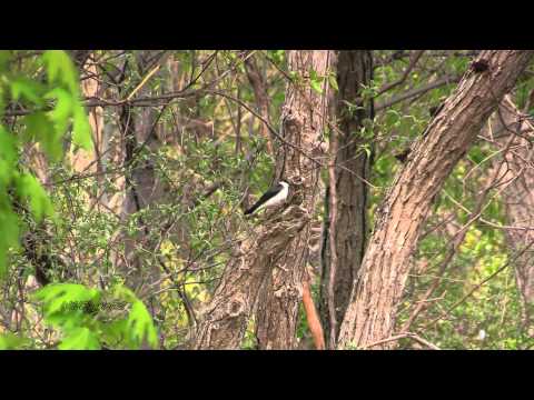 Tree Swallows - Ottawa NWR - Fledge, Feed & Flight