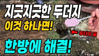 지긋지긋한 두더지 이것 하나면 싹 다 한방에 해결! 초간단 두더지퇴치제