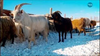 Репортёр. Хозяин своей земли. Личное подсобное хозяйство.