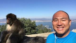 Monkeys in Gibraltar! Brits and Barbary Apes.