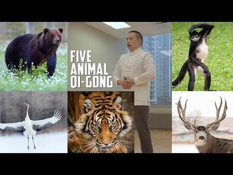 Qi Gong Exercise to Improve your Health (The Five Animals Qi Gong)