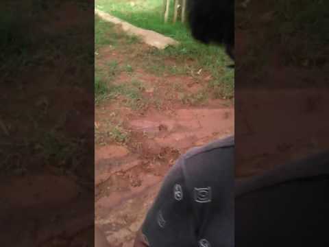 Soltando pipa com o yuri primo