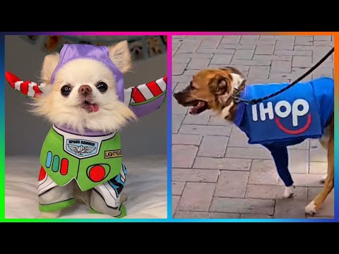 Halloween Pet Costumes That Are On Another Level | Best of 2024