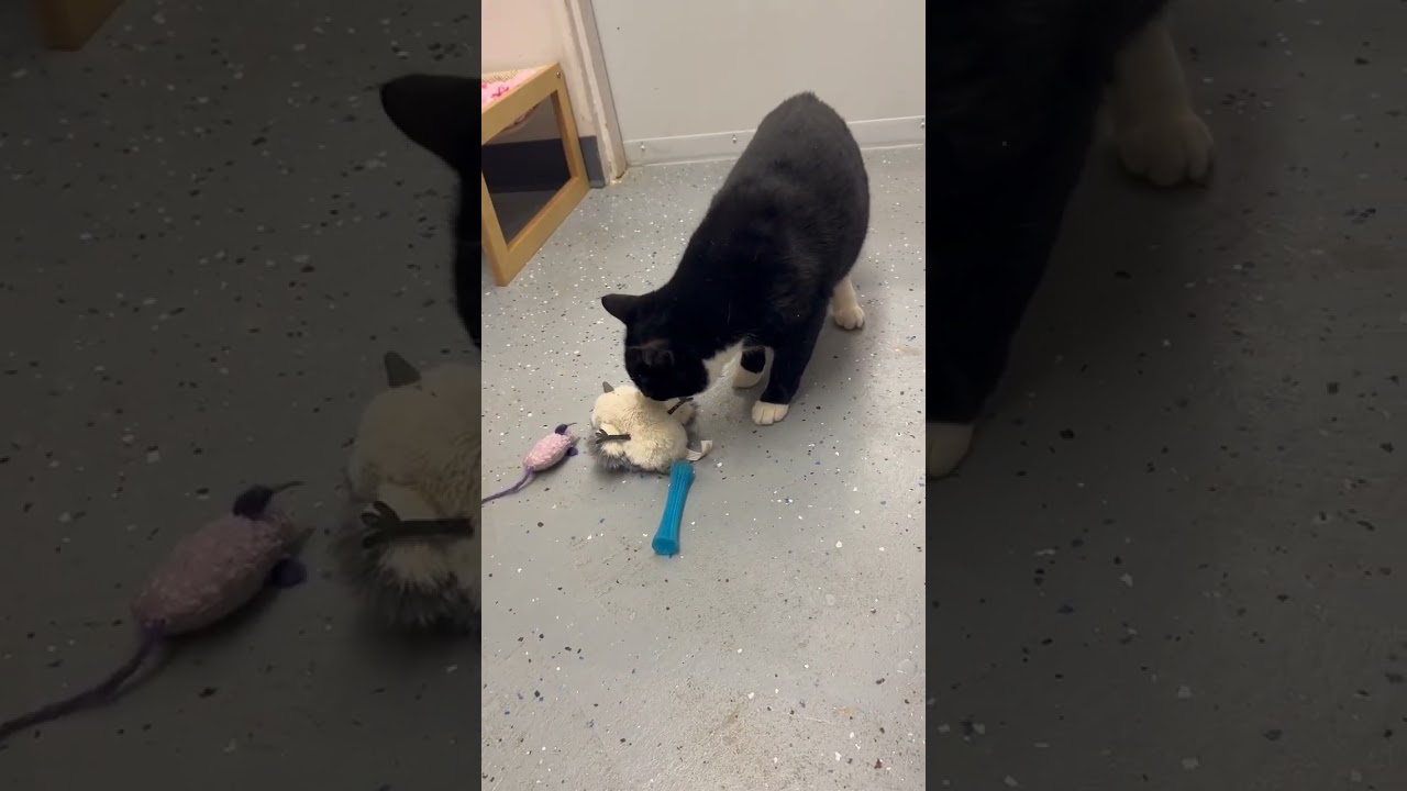 Hailey, a Adoptable Domestic Short Hair in Oceanside, NY video 2/2