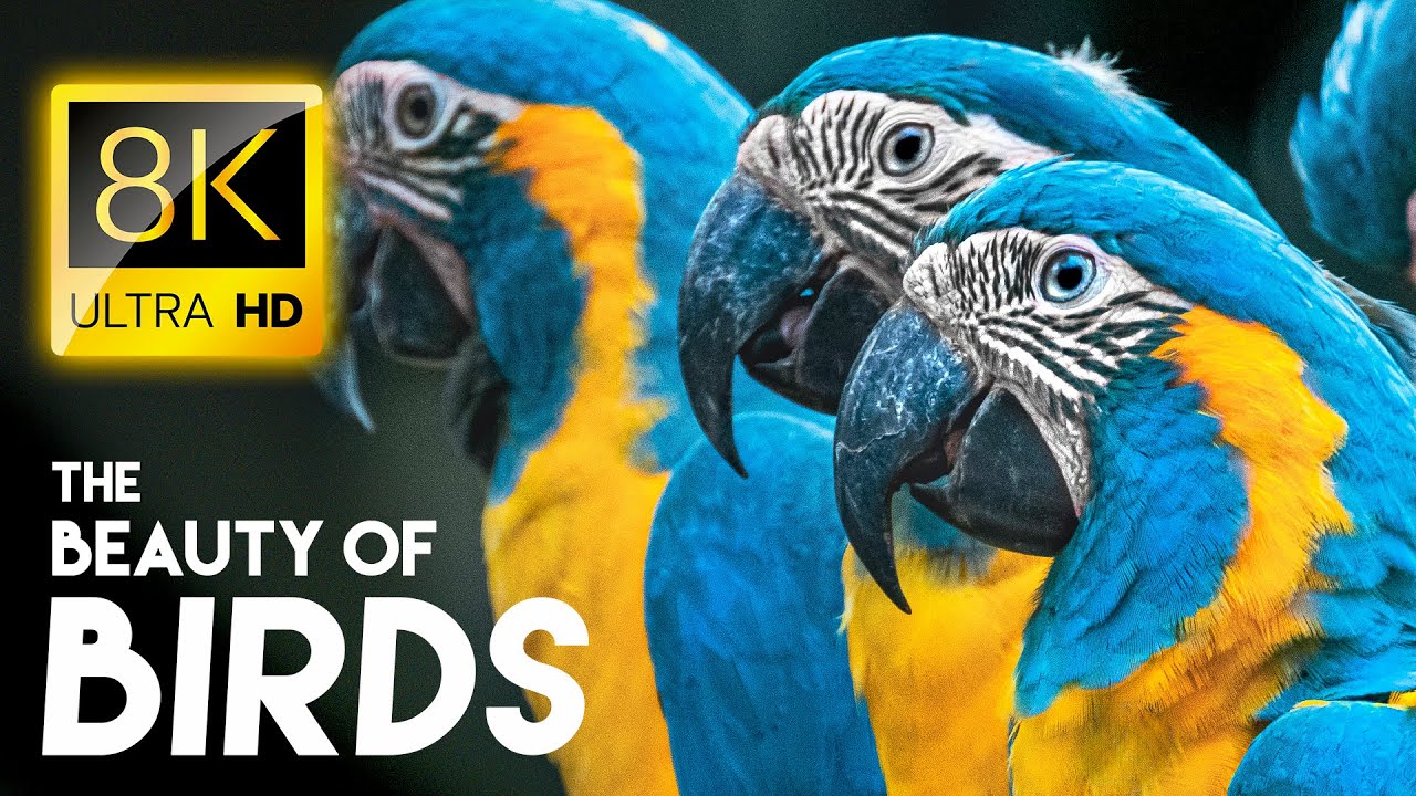 8K BIRDS - Unbelievable Beauty 8K VIDEO ULTRA HD / #8K #BIRD