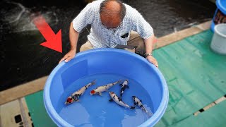 Selecting Black & White Koi Fish! (Shiro Utsuri)