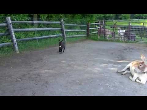 Burros muito loucos!!! Criei burros em uma fazenda de maconha, olha no que deu!