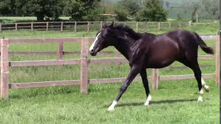FOR SALE - Slim Shady cantering in the field June 2018