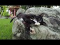 Tuxedo Tomcat Meows Cute And Shows His Pink Beans