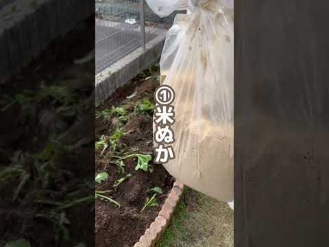 屋内および庭園の植物に効果的に肥料を与えるには、天然の自家製肥料を選択してください。  庭園