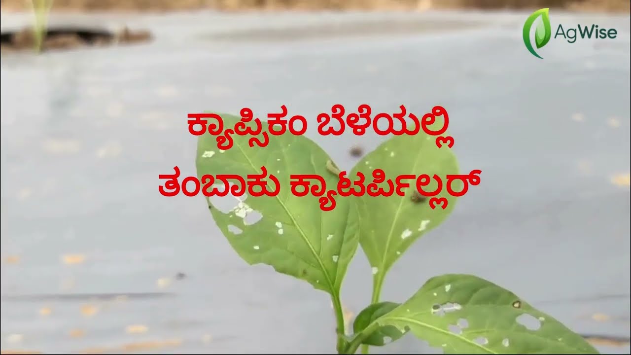 ಬೆಳೆಗಳಲ್ಲಿ ತಂಬಾಕು ಕ್ಯಾಟರ್ಪಿಲ್ಲರ್ | Tobacco Caterpillar in Capsicum Farm