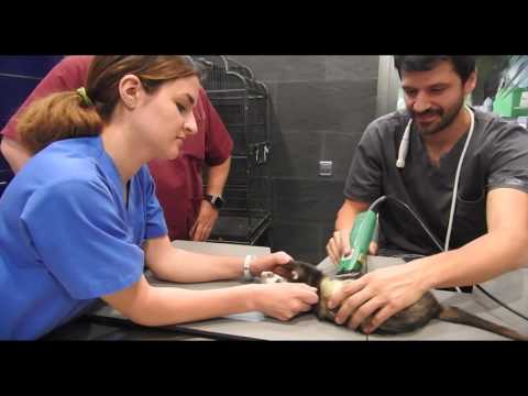 CAP 137. VETERINARIO DE HURONES.