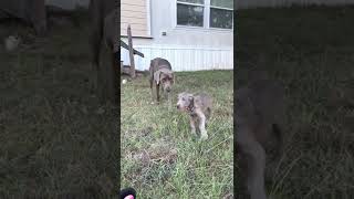 Weimaraner Puppies Videos