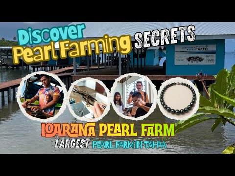 Discover the Secrets of Sustainable Pearl Farming 💎 #FrenchPolynesia #TahitianBlackPearls 🏝️🌺