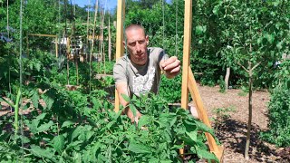 This Technique of Tying Up Tomatoes Will Change Your Life
