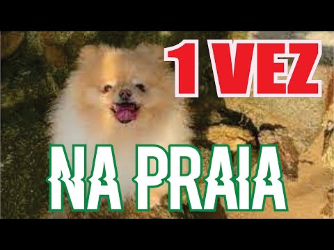Primeira vez que meu cachorro viu a praia - Bombinhas - SC