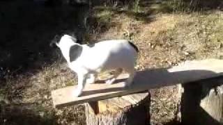 La catapulte a chien