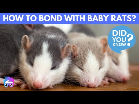 How To Bond With Baby Rats?