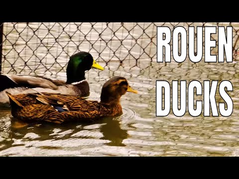 , title : 'Rouen Ducks Explained'