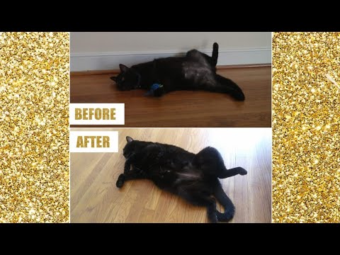 PET HAIR LOSS| How To Regrow Your Cat's Hair| MidnightAndI