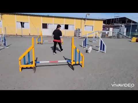 牽引ドッグスポーツ – 高速移動のためのヒントとコマンド